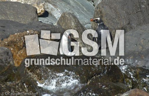 Dickschnabelpinguin (20 von 45).jpg